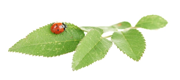 Ladybug em folha verde isolado em branco