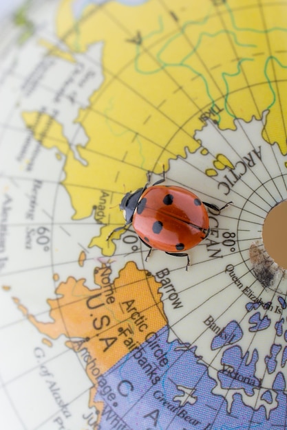 Foto ladybug en un pequeño globo modelo colorido