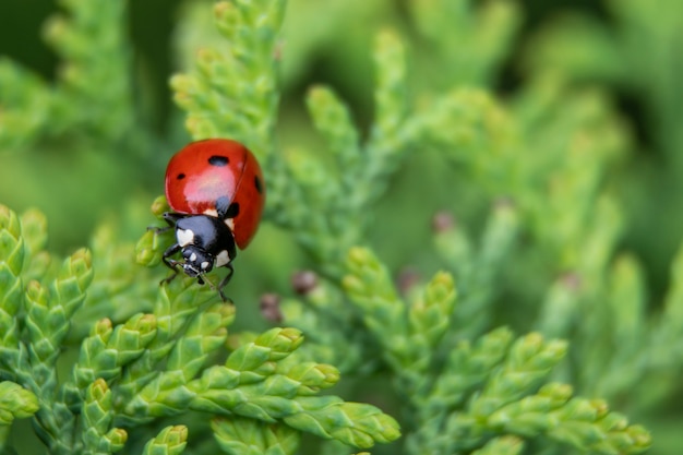 Ladybug se sienta en un abeto