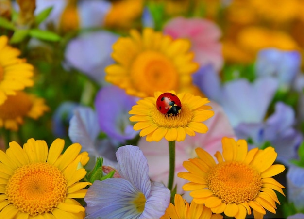 Ladybug se sienta en una flor amarilla en un campo.