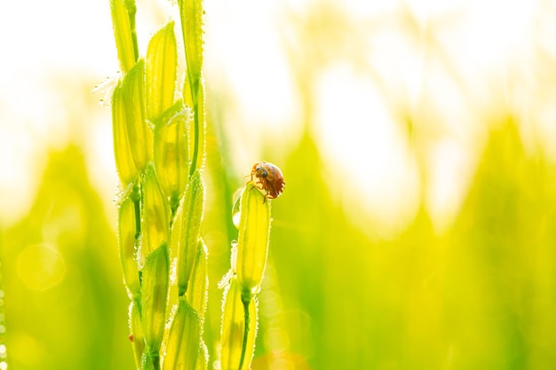 ladybugTmacro arroz verdewo sietemariquitas manchadas en una brizna de hierbaVista de cerca de la mariquita