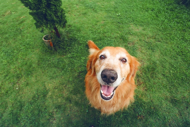 Lächeln Hund ist sehr süß