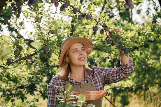 Lächelnde Bäuerin Arbeiter Ernte frische reife Pflaumen im Obstgarten während der Herbsternte Erntezeit