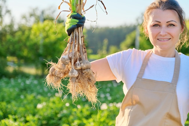 Lächelnde Bäuerin Gärtnerin, die frisch gegrabene Knoblauchpflanze in der Hand hält, Ernte Knoblauch Sommer sonnigen Gemüsegarten Hintergrund. Gesunde Bio-Lebensmittel, bäuerliche Arbeit und Hobbys