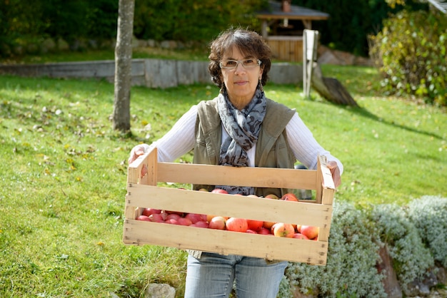 Lächelnde Frau, die eine Kiste rote Äpfel im Garten hält