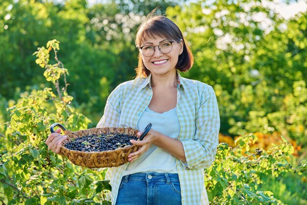 Lächelnde Frau mittleren Alters hält einen Korb mit reifen schwarzen Johannisbeeren in der Hand, erntet Johannisbeeren im Garten und baut in der Sommersaison gesunde Bio-Beeren an