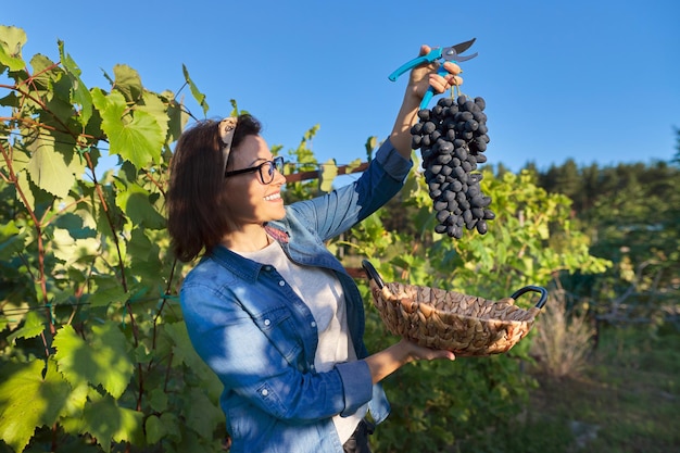 Lächelnde glückliche Gärtnerin, die frisch geschnittene große Traube blaue Trauben zeigt. Sonniger Weinberg am Sonnenunterganghintergrund. Weinbau-, Garten-, Hobby- und Freizeitkonzept