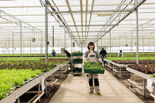 Lächelnde kaukasische Frau, die Kiste mit frischem Bio-Salat hält, mit fleißigen Bauern im Gewächshaus, die Bio-Pflanzen anbauen. Landarbeiter, der die tägliche Produktion in hydroponischer Umgebung zeigt.