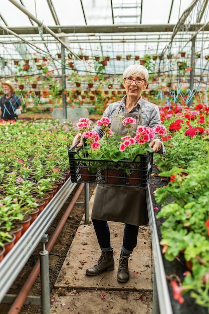 Lächelnde Seniorin, die eine Kiste mit Topfblumen hält, während sie in einer Gärtnerei arbeitet