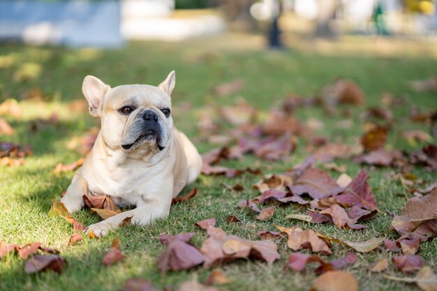 Lächelnder Hund, der auf Herbstlaub im Garten liegt.