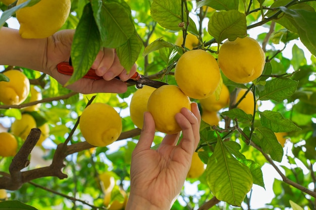 Lächelnder junger Mannbauer, der Zitronen im Obstgarten erntet