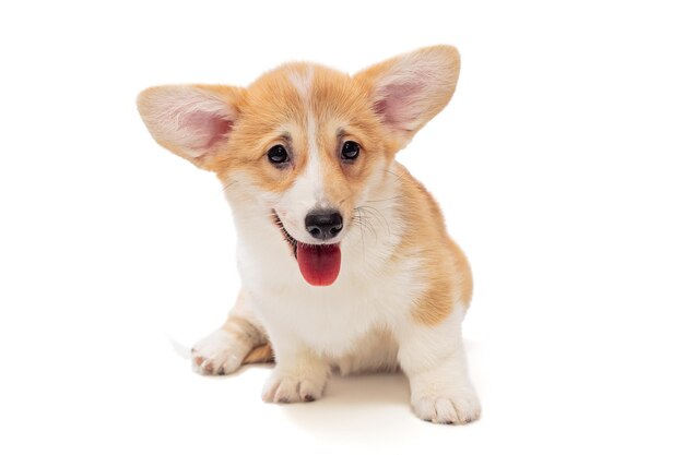 Lächelnder lustiger Pembroke Corgi-Welpe