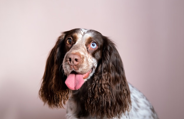 Lächelnder lustiger russischer Schokoladenspaniel mit verschiedenen Farben Augen. Nahaufnahme Porträt.