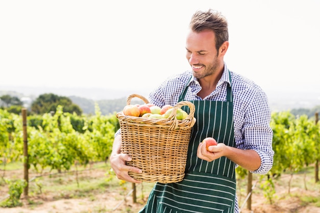 Lächelnder Mann mit Korb der Äpfel am Weinberg