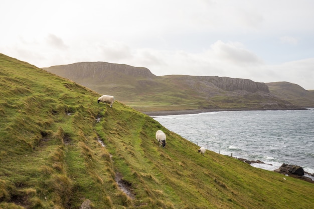 Lämmer auf Schottland Landschaft