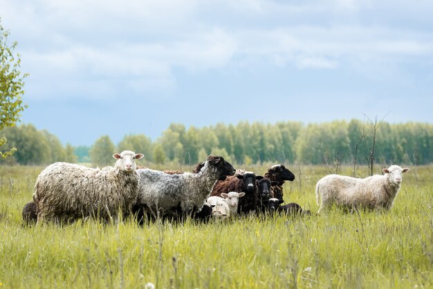 Lämmer und Schafe im grünen Gras