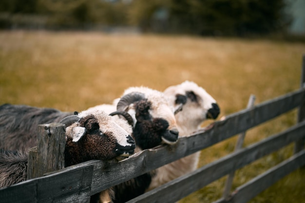 Lämmerfarm Schafherde draußen Konzept des ländlichen Lebens und der Landwirtschaft