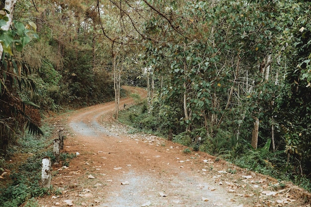 Ländliche geschwungene Straße in den wilden tiefgrünen Wald, Waldweg-Bergweg.