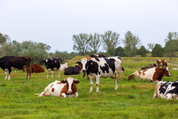 Ländliche Kühe grasen auf einer grünen Wiese. Ländliches Leben. Tiere. Agrarland