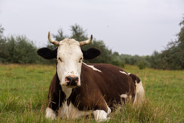 Ländliche Kühe grasen auf einer grünen Wiese. Ländliches Leben. Tiere. Agrarland