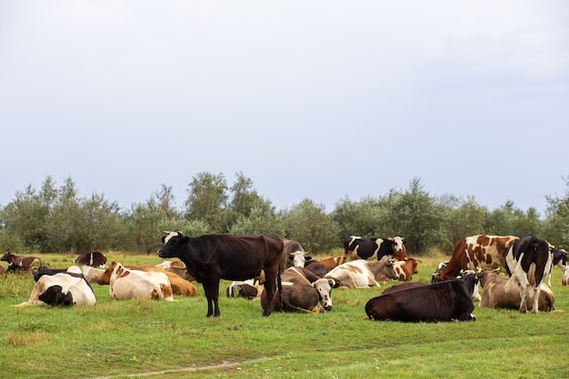 Ländliche Kühe weiden auf einer grünen Wiese. Ländliches Leben. Tiere. Agrarland