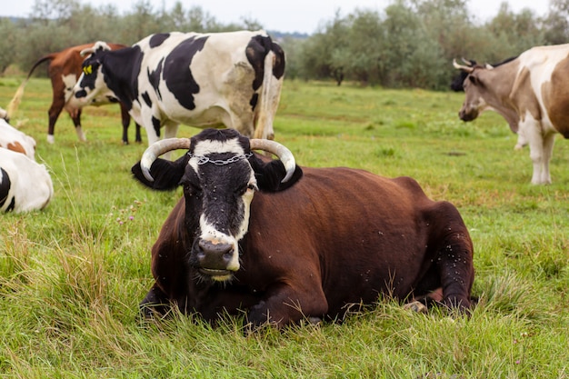 Ländliche Kühe weiden auf einer grünen Wiese. Ländliches Leben. Tiere. Agrarland