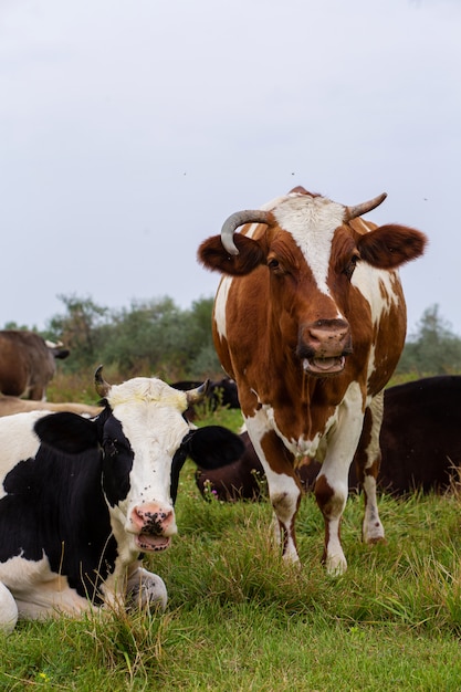 Ländliche Kühe weiden auf grüner Wiese. Ländliches Leben. Tiere. Agrarland