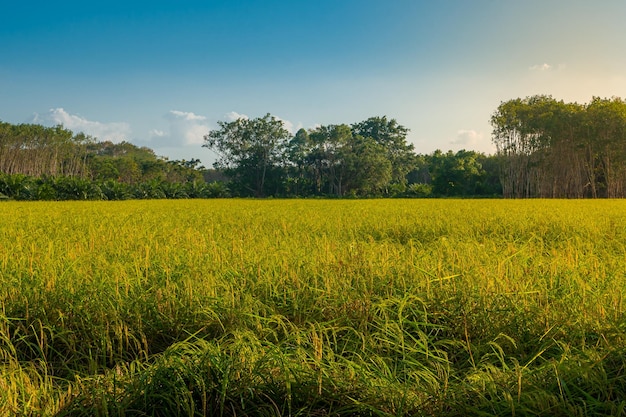 Ländliche Landschaft der grünen Wiese