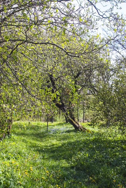 Ländliche Landschaft Frühling auf dem Land Lettland Europa