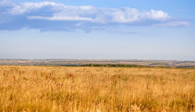 Ländliche Landschaft, gelbe Felder, grüne Wälder und blauer Himmel