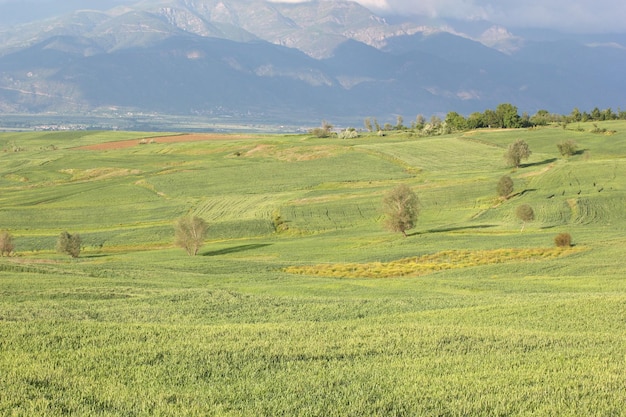 Ländliche Landschaft grüne bebaute Felder