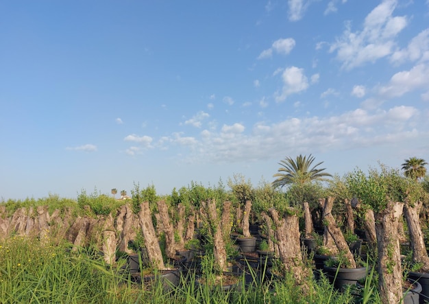 ländliche Landschaft mit abwechslungsreicher Vegetation