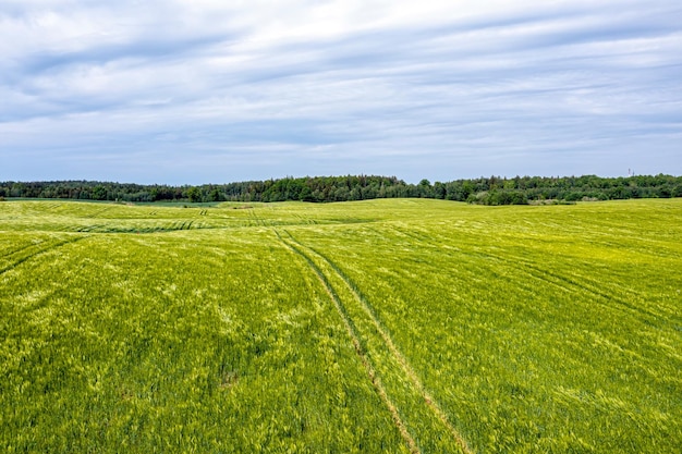 Ländliche Landschaft mit einem Getreidefeld an einem windigen und bewölkten Tag Luftdrohnenfotografie