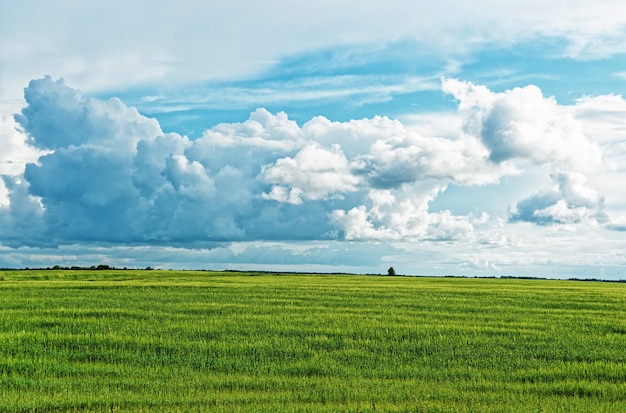 Ländliche Landschaft mit Feld und dramatischen Wolken, Litauen.