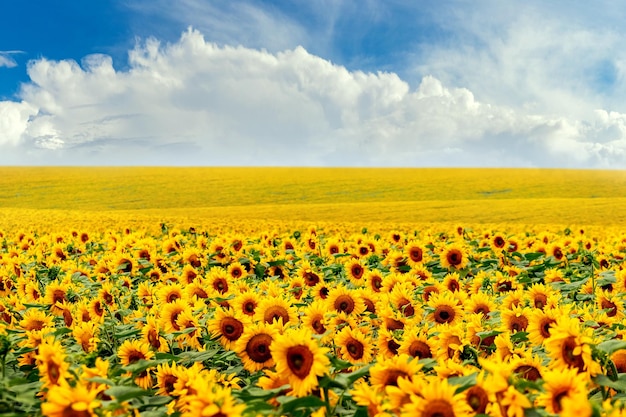 Ländliche Landschaft mit gelben Sonnenblumen und weißen Wolken am blauen Himmel