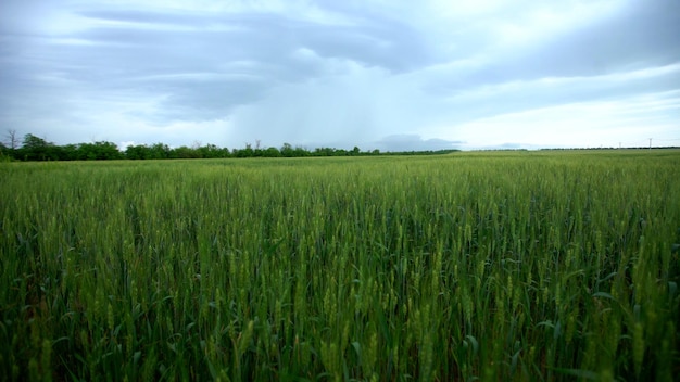 Ländliche Landschaft mit jungem grünen Weizen, der auf Feldern wächst