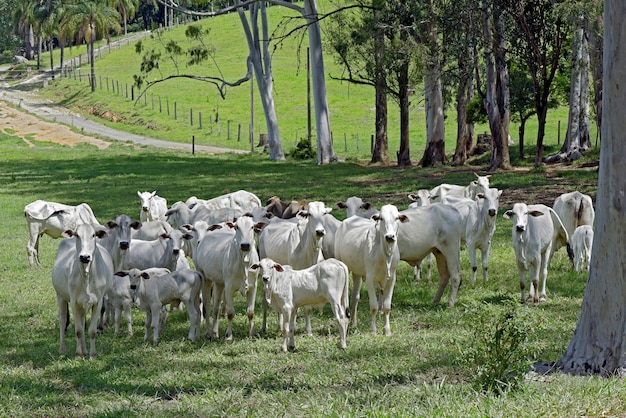 Ländliche Landschaft mit Nelore-Vieh, -bäumen und -häusern