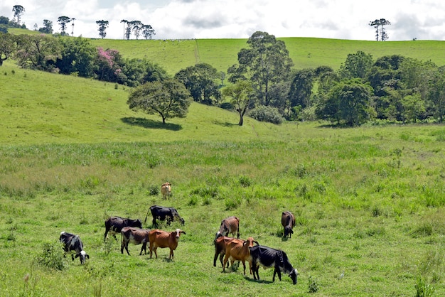 Ländliche Landschaft mit Rindern, Gras und Bäumen. Minas Gerasi; Brasilien