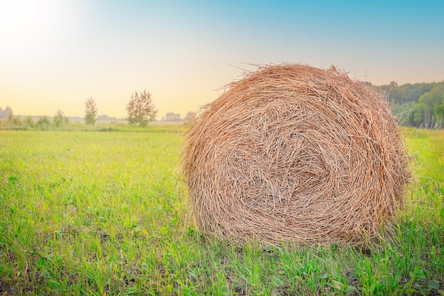 Ländliche Landschaft mit trockenen gelben Heuballen auf grünem Gras auf landwirtschaftlichen Feldern gegen Sonnenuntergang