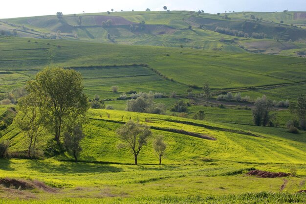 Ländliche Landschaft mit Weizenfeld