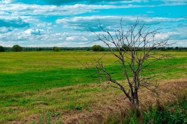 Ländliche Landschaft, toter Baum am Rand einer gemähten Wiese