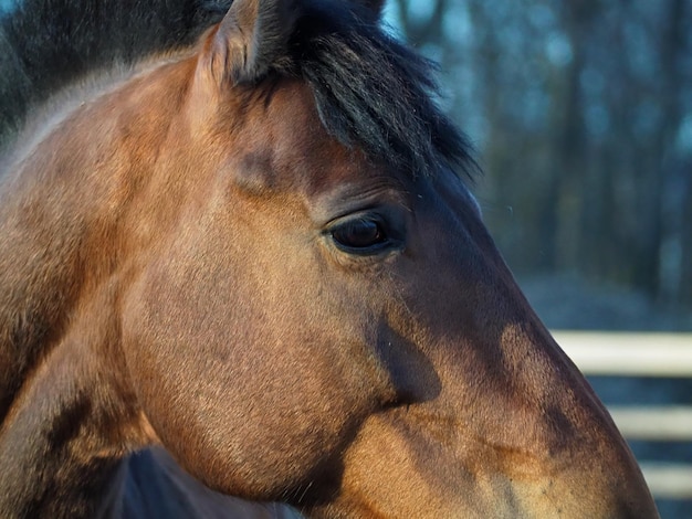 Ländliche Landschaft und Tiere Closeup Portrait eines braunen Pferdes Gebiet Leningrad Russland