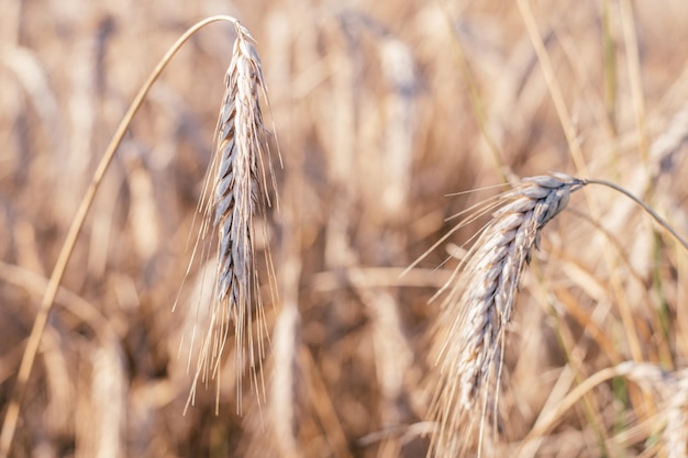 Ländliche Landschaft von trockenen reifen Roggenspitzen des Wiesenfeldes im Sommer Landwirtschaft Bio-Lebensmittelproduktion Ernte Natur