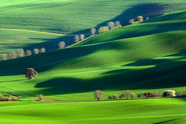 Foto ländliche naturlandschaft des frühlinges mit blühenden blühenden bäumen auf grünen gewellten rolling hills.