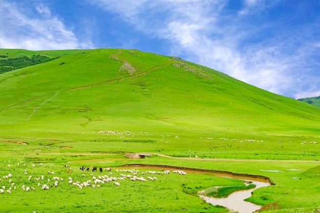 Ländliche Sommerlandschaft mit Schafen im Persembe-Hochland -Ordu - Türkei