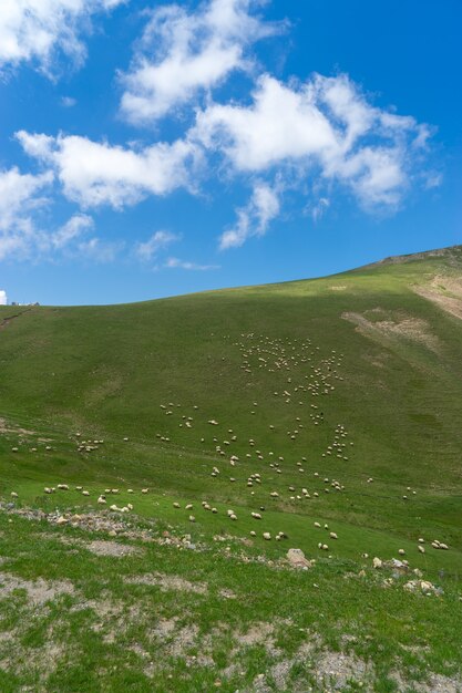 Ländliche Sommerlandschaft mit Schafen in Girusun - Türkei-Hochland