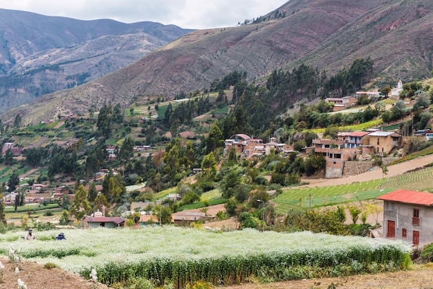 Ländliche Stadt Chuchupampa-Tal in Tarma Peru Talansicht voller Bäume, Häuser und Hügelbauern, die Blumen ernten