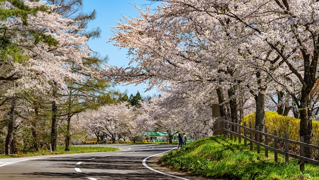 ländliche straßenszene der kirschblüte