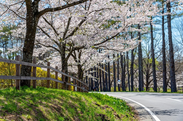 ländliche straßenszene der kirschblüte