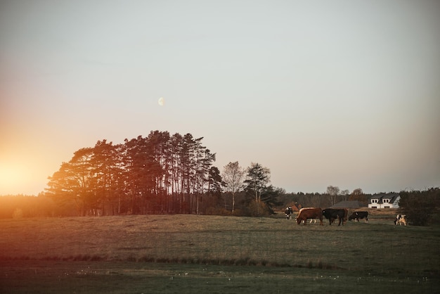 Ländliche Wiese mit Blick auf die Bäume